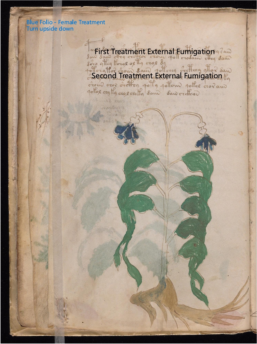 Secondary labelled diagram of Folio 10v
